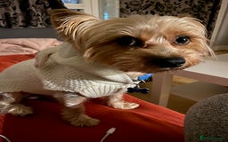 Yorkshire Terrier dogs for stud: Billy Boy  - Image 21