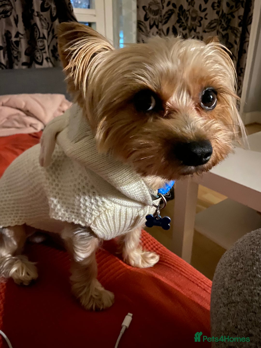 Yorkshire Terrier dogs for stud: Billy Boy  - Image 21