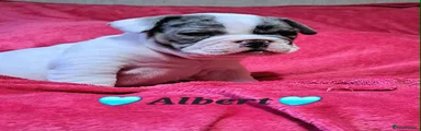 Albert