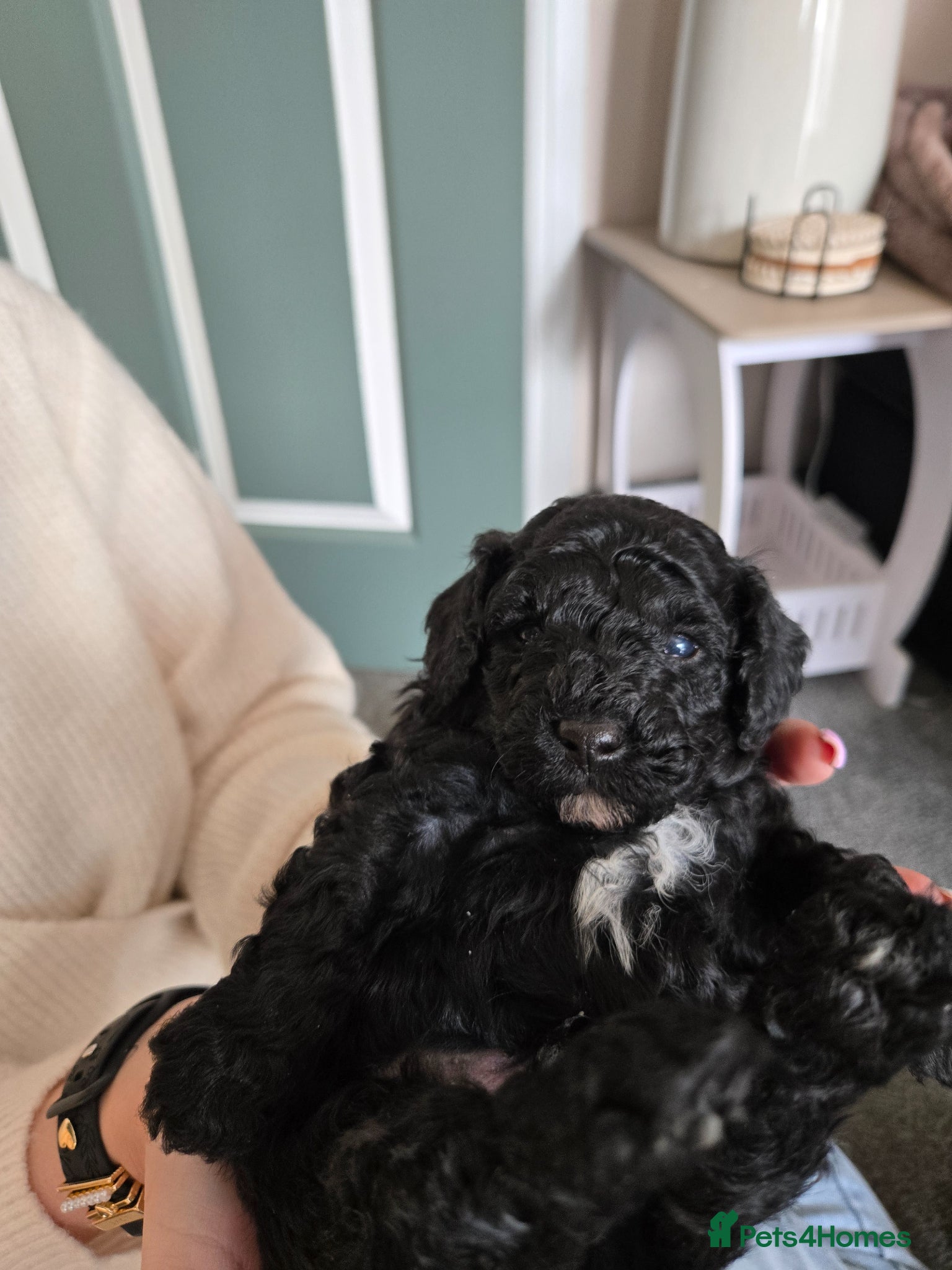 Toy Poodle dogs Last little black /white boy available  - Advert 1