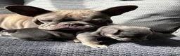 French Bulldog dogs for sale: French Bulldog Puppies – Ready 11th July  in Rossendale - Advert 3