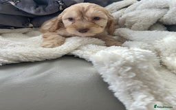 Cockapoo dogs for sale: Stunning coloured cockapoo pups - Image 3