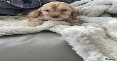 Cockapoo dogs - Advert 10