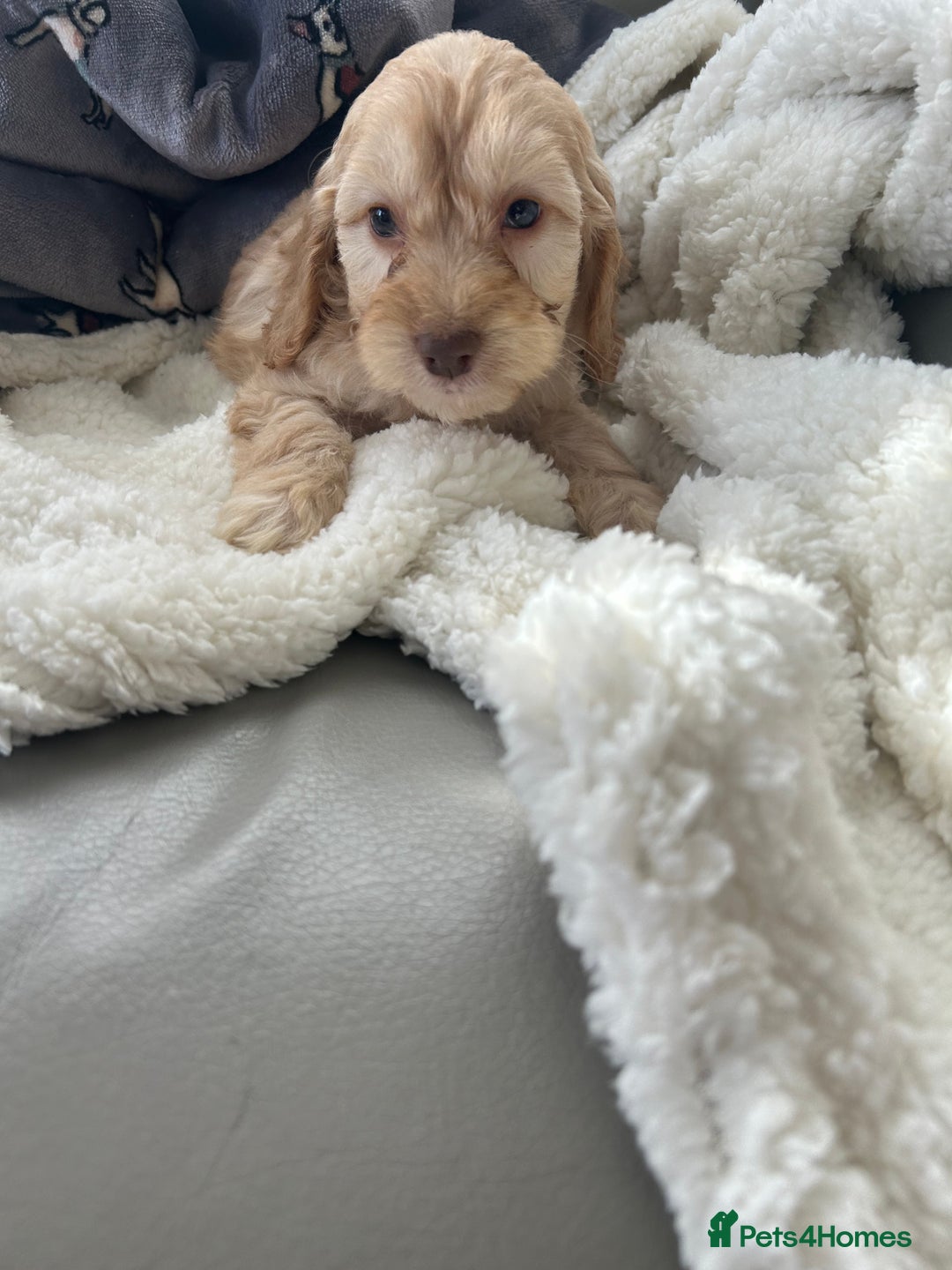 Cockapoo dogs for sale: Stunning coloured cockapoo pups - Image 3