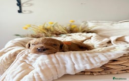Australian Labradoodle dogs for sale: Red Australian Labradoodle Puppies - WALA Multigen - Image 2