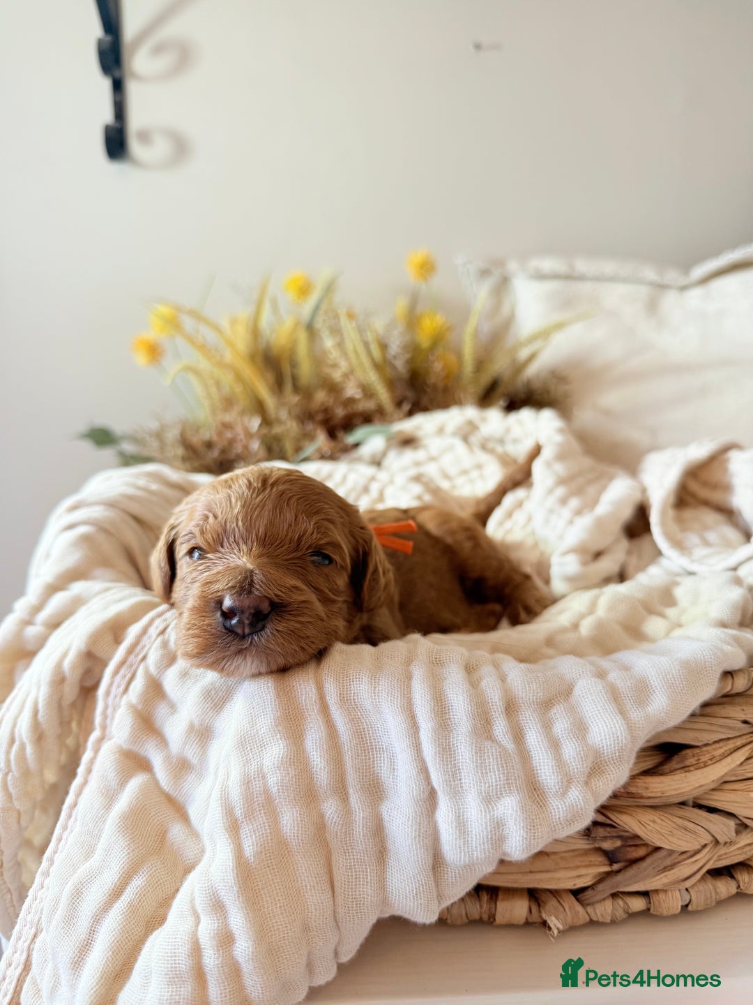 Australian Labradoodle dogs for sale: Red Australian Labradoodle Puppies - WALA Multigen - Image 2