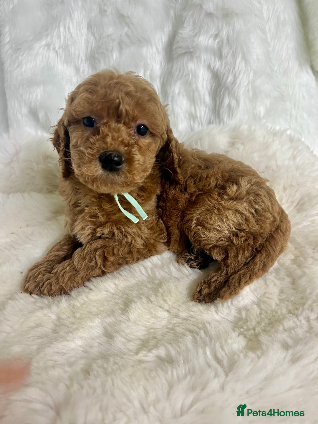 Mini Goldendoodle dogs for sale: Top Quality Miniature Goldendoodle puppies - Advert 12