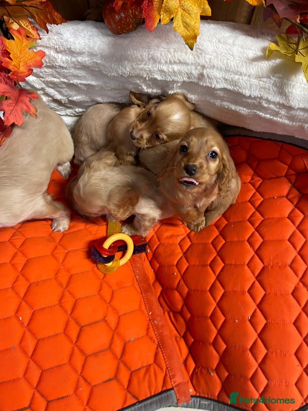 Cocker Spaniel dogs for sale: Stunning red cocker spaniel pups - Image 11