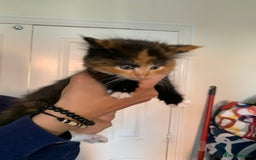 Mixed Breed cats for sale: 3 male 2 female kittens - Image 2