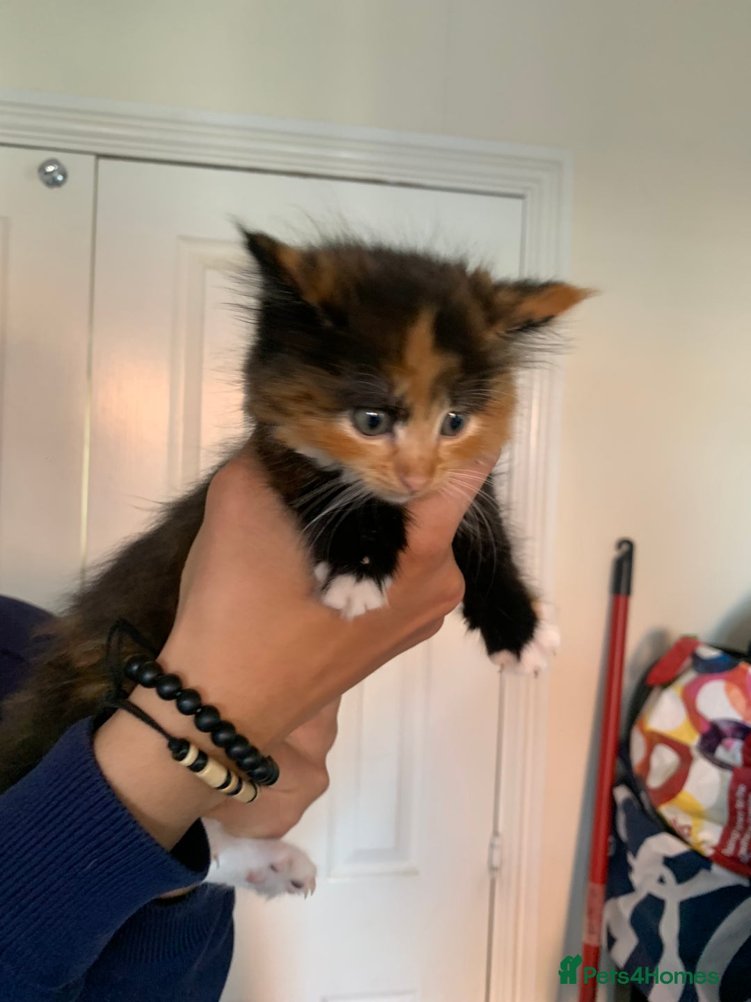 Mixed Breed cats for sale: 3 male 2 female kittens - Image 2