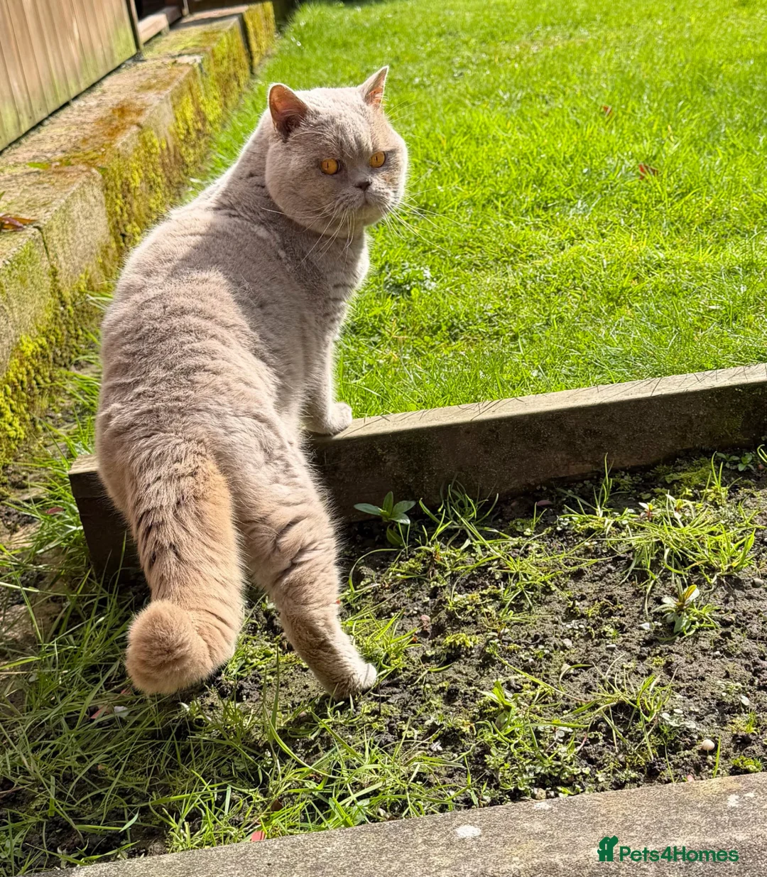 British Shorthair cats for stud: LILAC BRITISH SHORTHAIR MALE - Advert 5