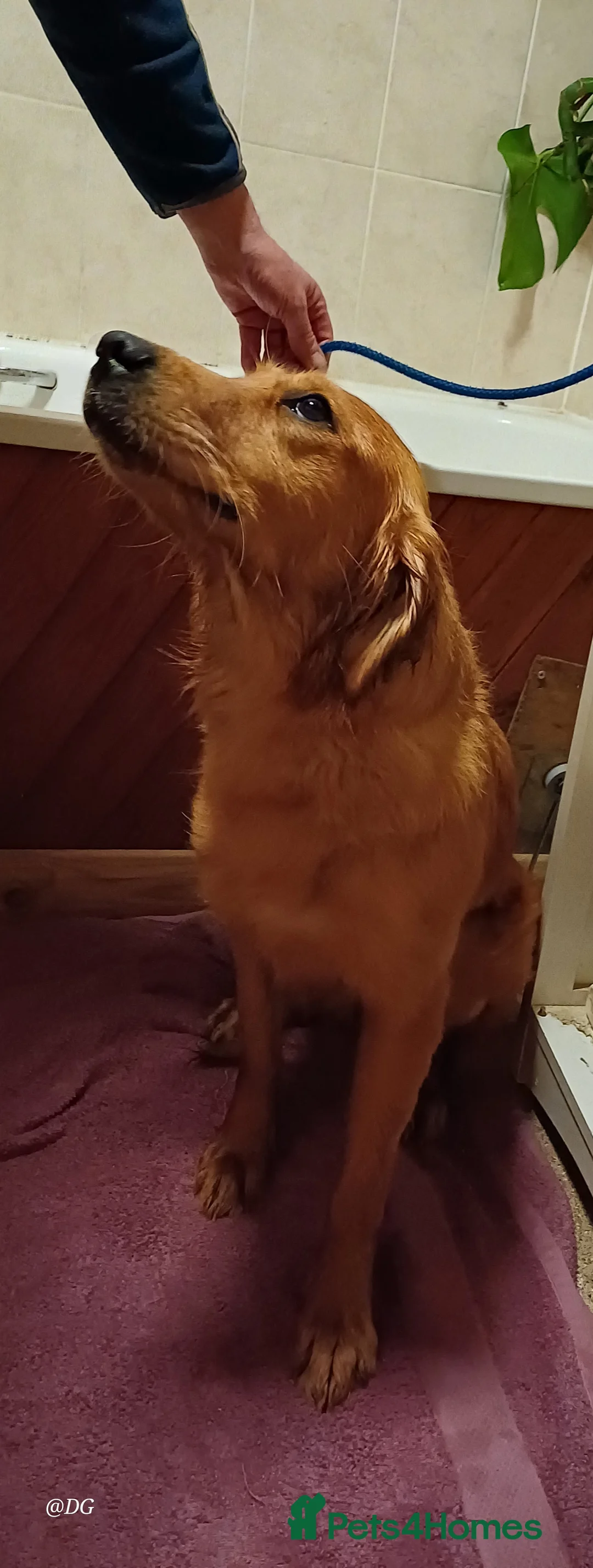 Golden Retriever dogs for sale: Golden Retriever  - Advert 2