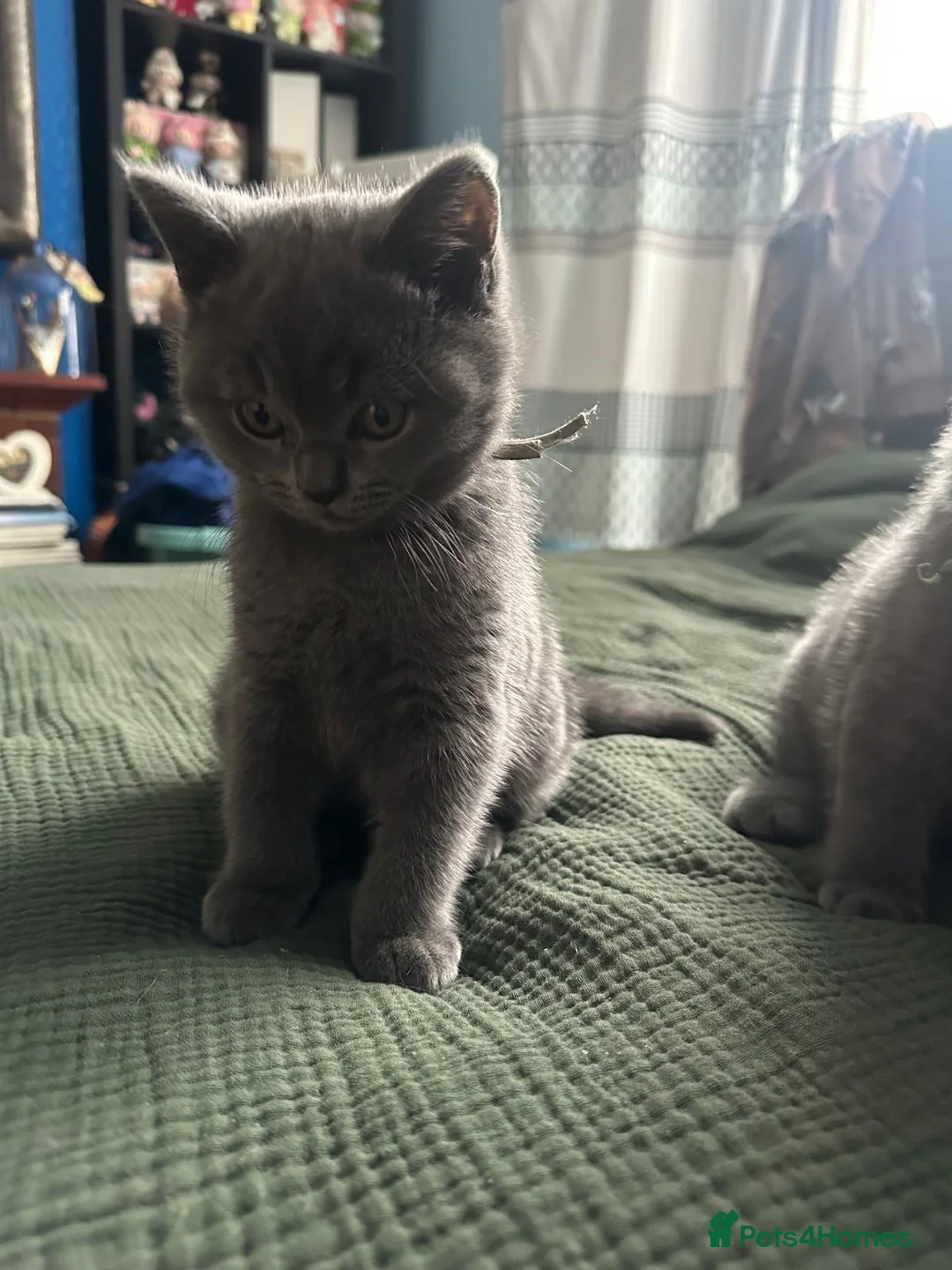 British Shorthair cats for sale: Beautiful british short hair  - Advert 4