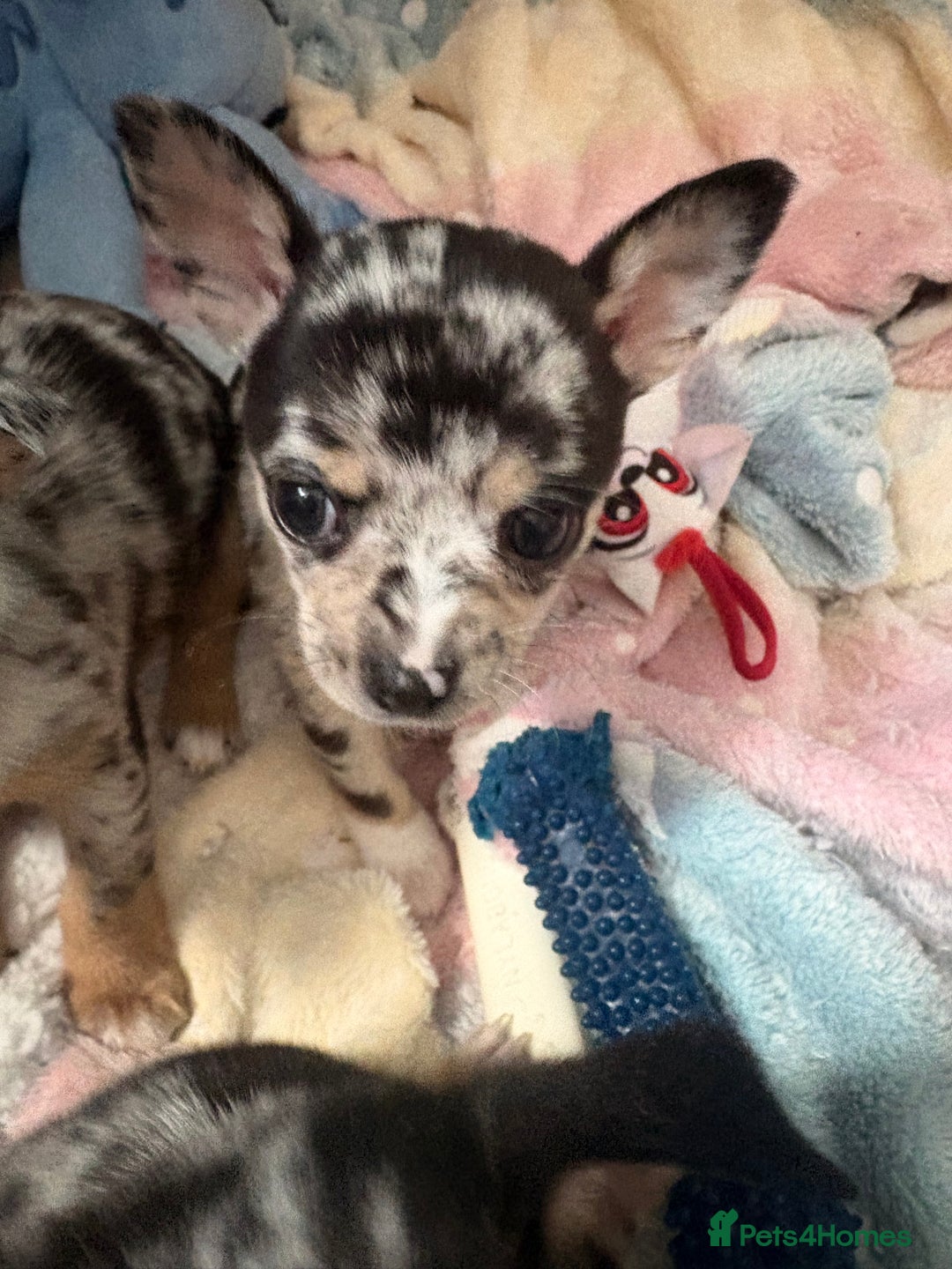 Chihuahua dogs for sale: Beautiful Merle Chihuahua Puppies 🐶  - Advert 38
