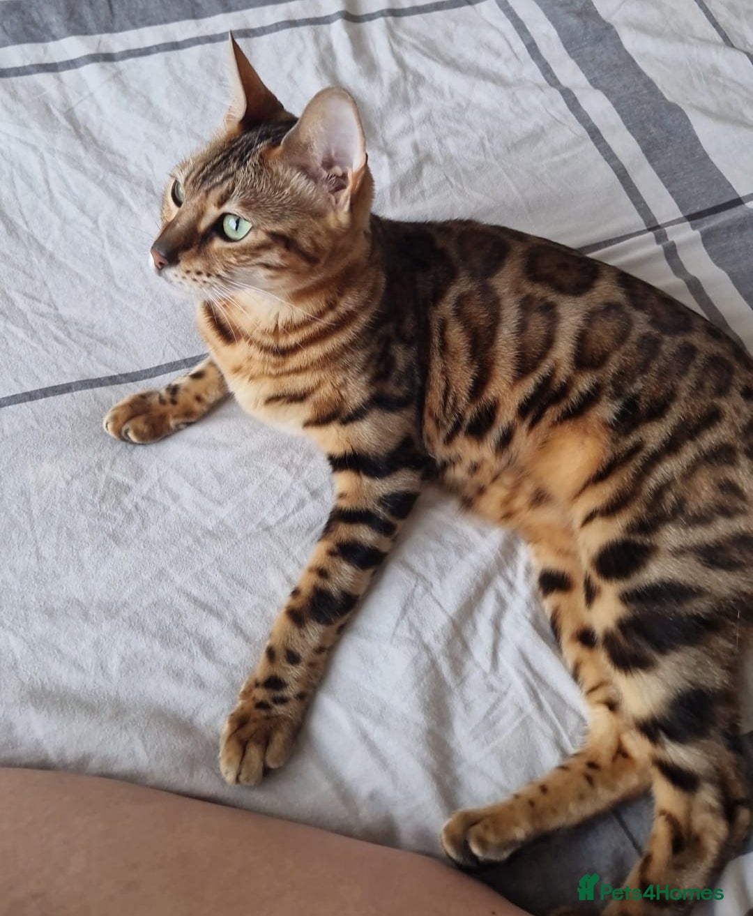 Mixed Breed cats STUNNING BENGAL TABBY MIXED BOY! - Advert 2