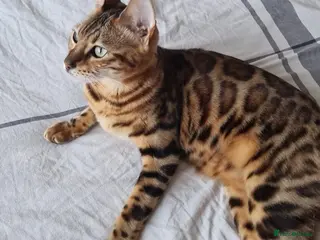 Mixed Breed cats STUNNING BENGAL TABBY MIXED BOY! - Advert 4