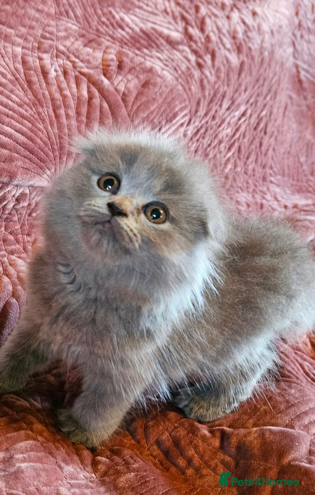 British Shorthair cats BRITISH SHORTHAIR X SCOTTISH FOLD READY NOW - Advert 2