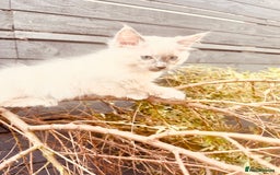 Ragdoll cats for sale: Ragdoll kitten  - Image 6