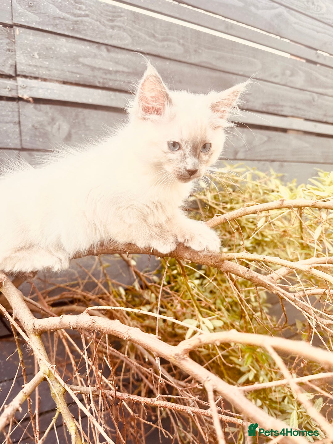 Ragdoll cats for sale: Ragdoll kitten  - Image 6