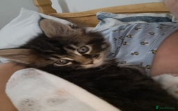 Maine Coon cats for sale: Pedigree mainecoon kittens in Newark - Image 6
