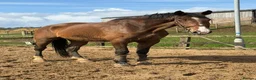 Danish Warmblood horses for sale: Mali - Summer Project Gelding  - Advert 2