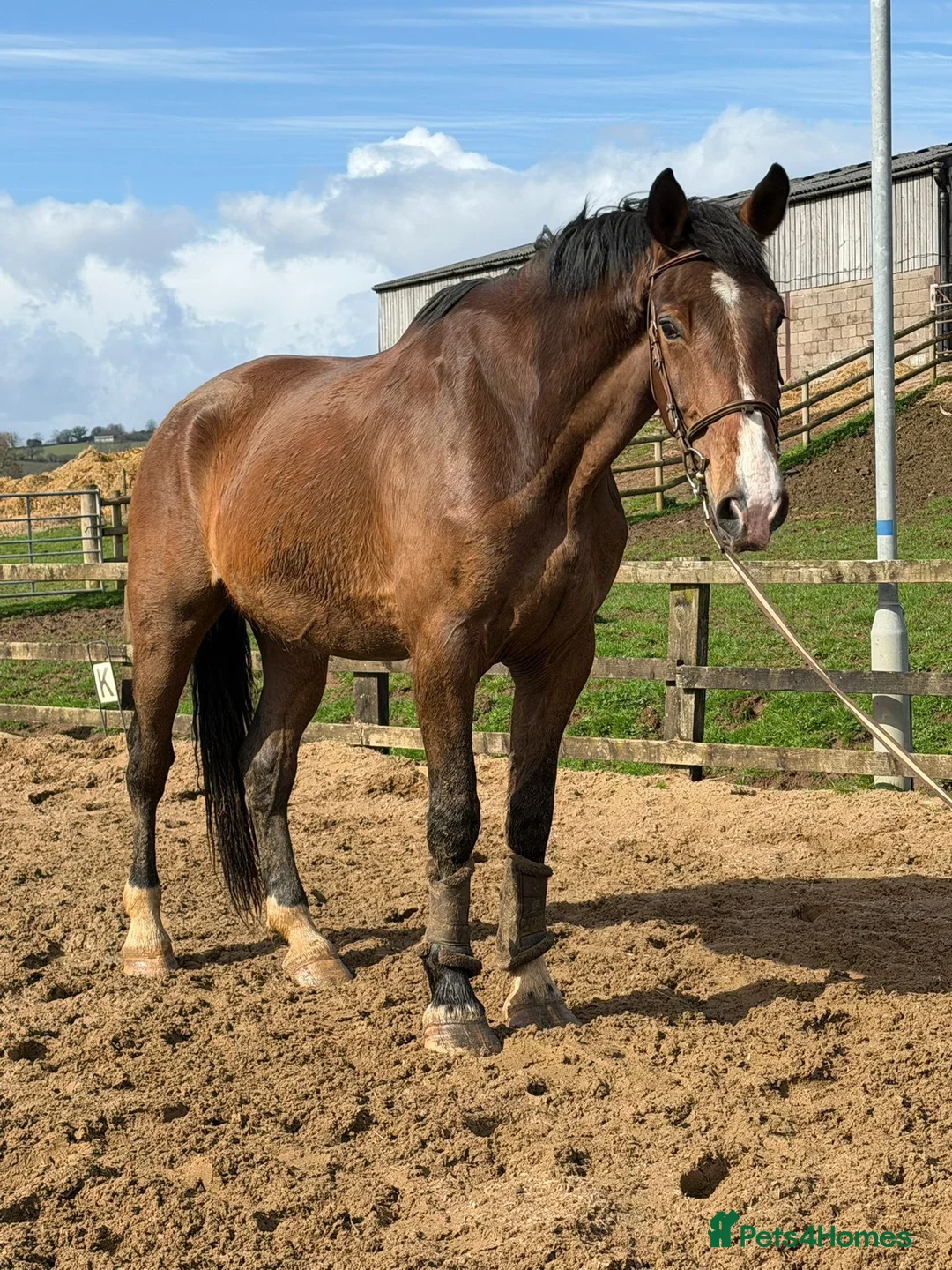 Danish Warmblood horses for sale: Mali - Summer Project Gelding  - Advert 2