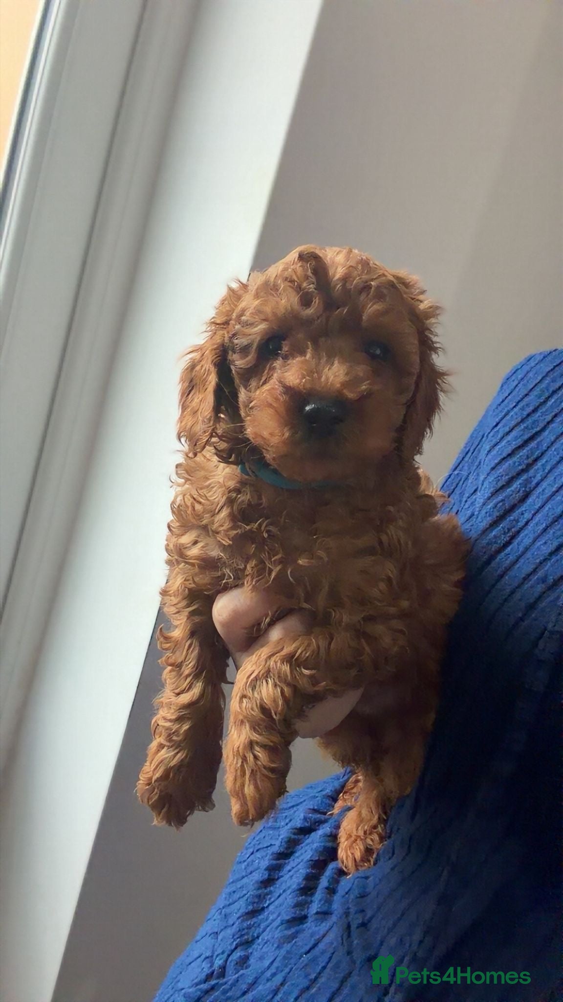 Toy Poodle dogs Toypoodle💙champion bloodline,kc,dna clear parent  - Advert 8