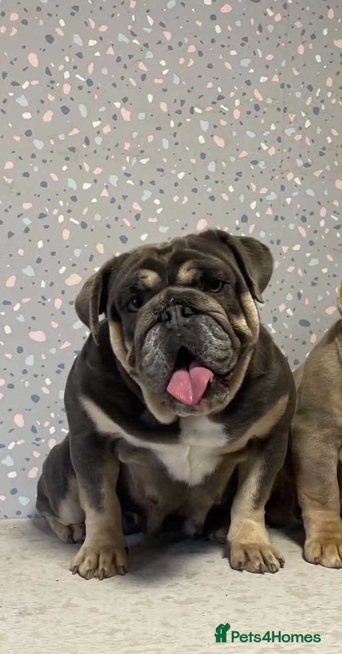English Bulldog dogs for sale: Adult females to rehome - Advert 17