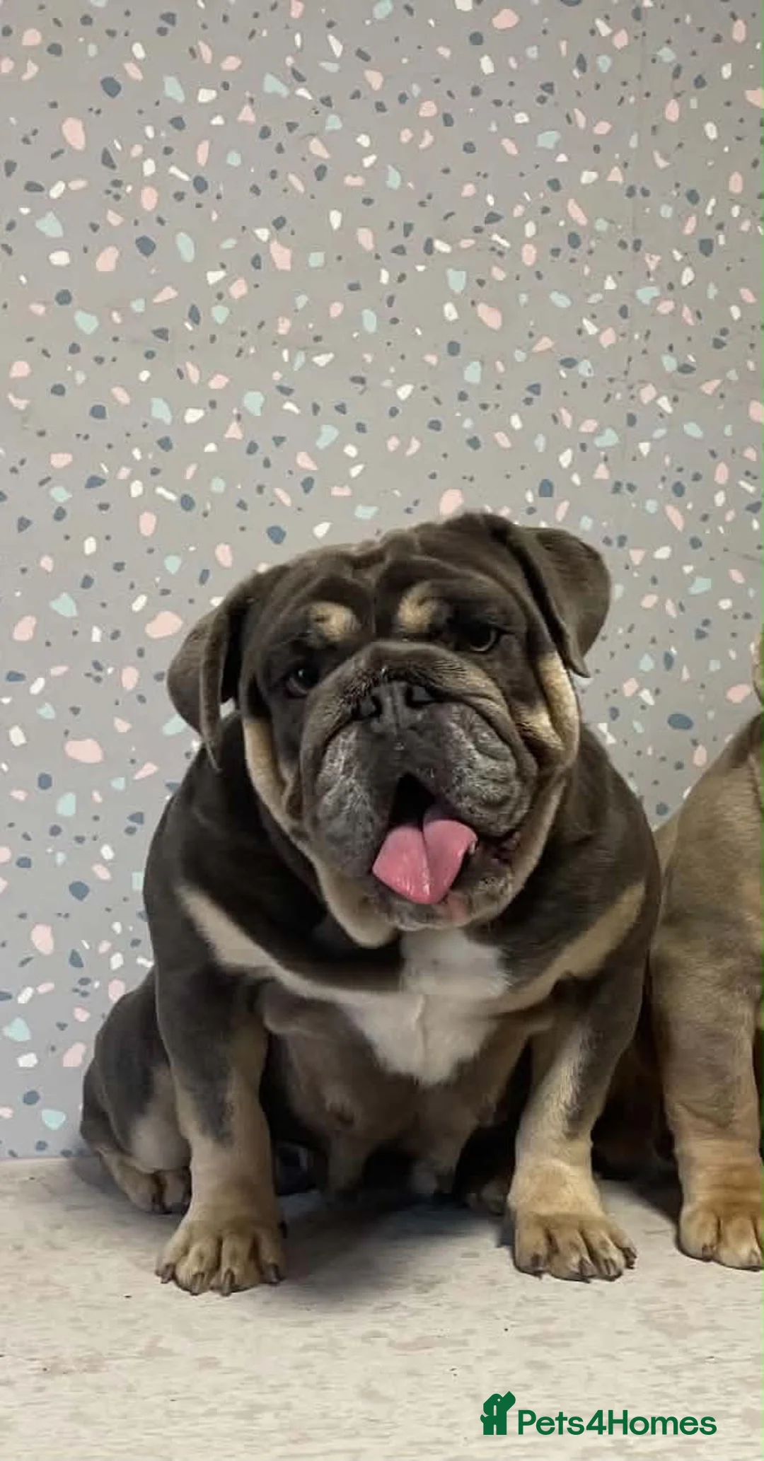 English Bulldog dogs for sale: Adult females to rehome - Advert 1