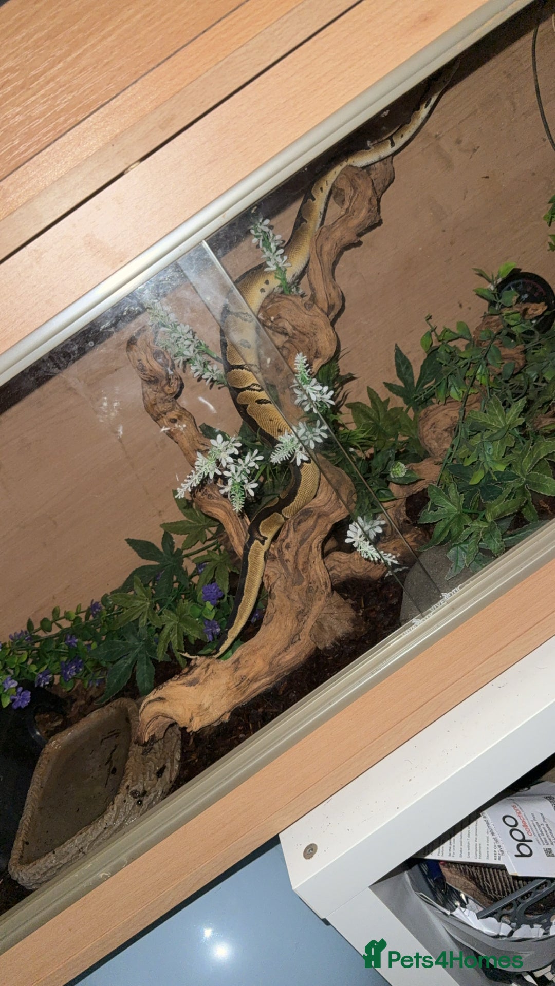 Python Snake reptiles for sale: Ball Python – Looking for a Loving New Home 🐍 - Image 4