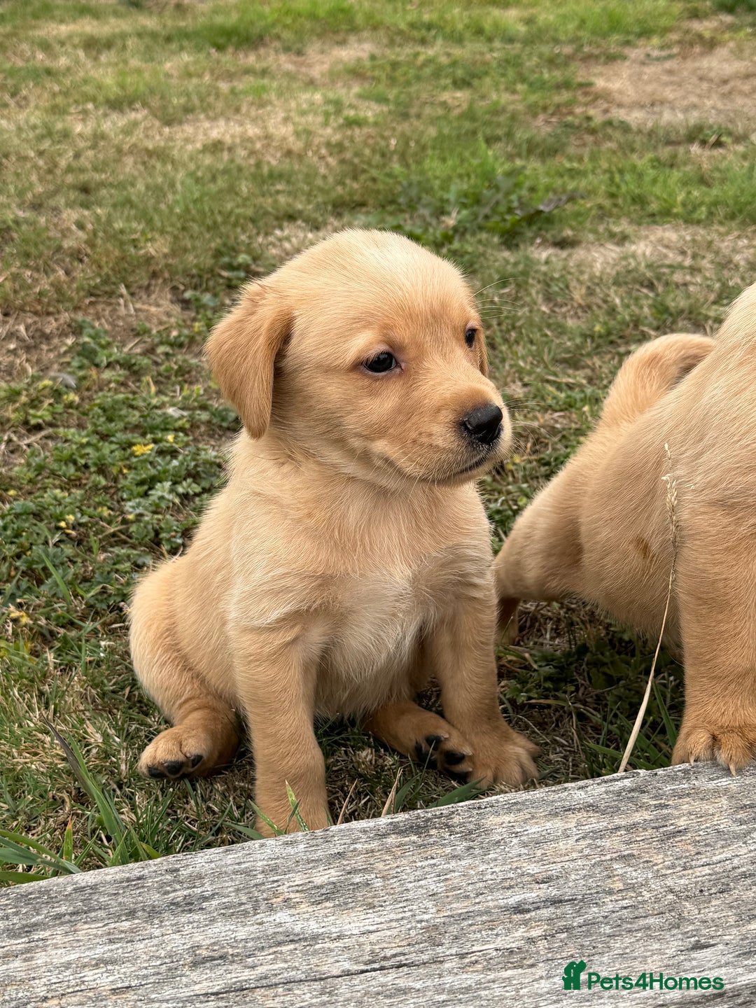 Goldador dogs for sale: Gorgoeus Goldador’s-Health Tested  - Image 4
