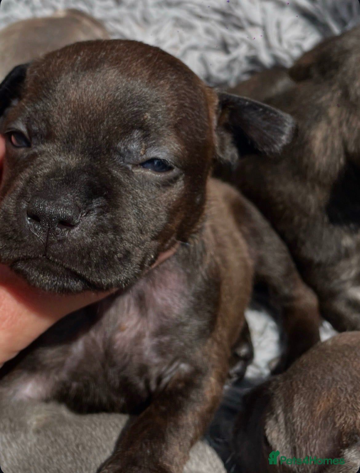 Staffordshire Bull Terrier dogs Black Eye SBTs this season litter 3 boys 3 girls  - Advert 2