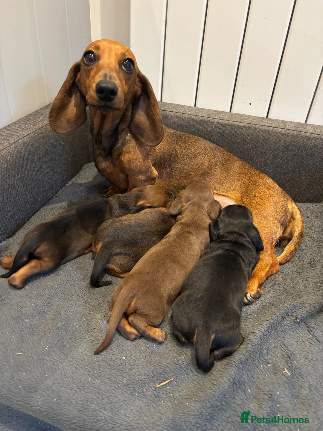 Miniature Dachshund dogs for sale: Miniature Dachshund Puppies - Advert 1