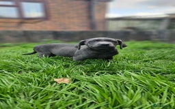 Labrador Retriever dogs for sale: LAST 2 KC HEALTH TESTED CHARCOAL LABS AVAILABLE  - Image 6