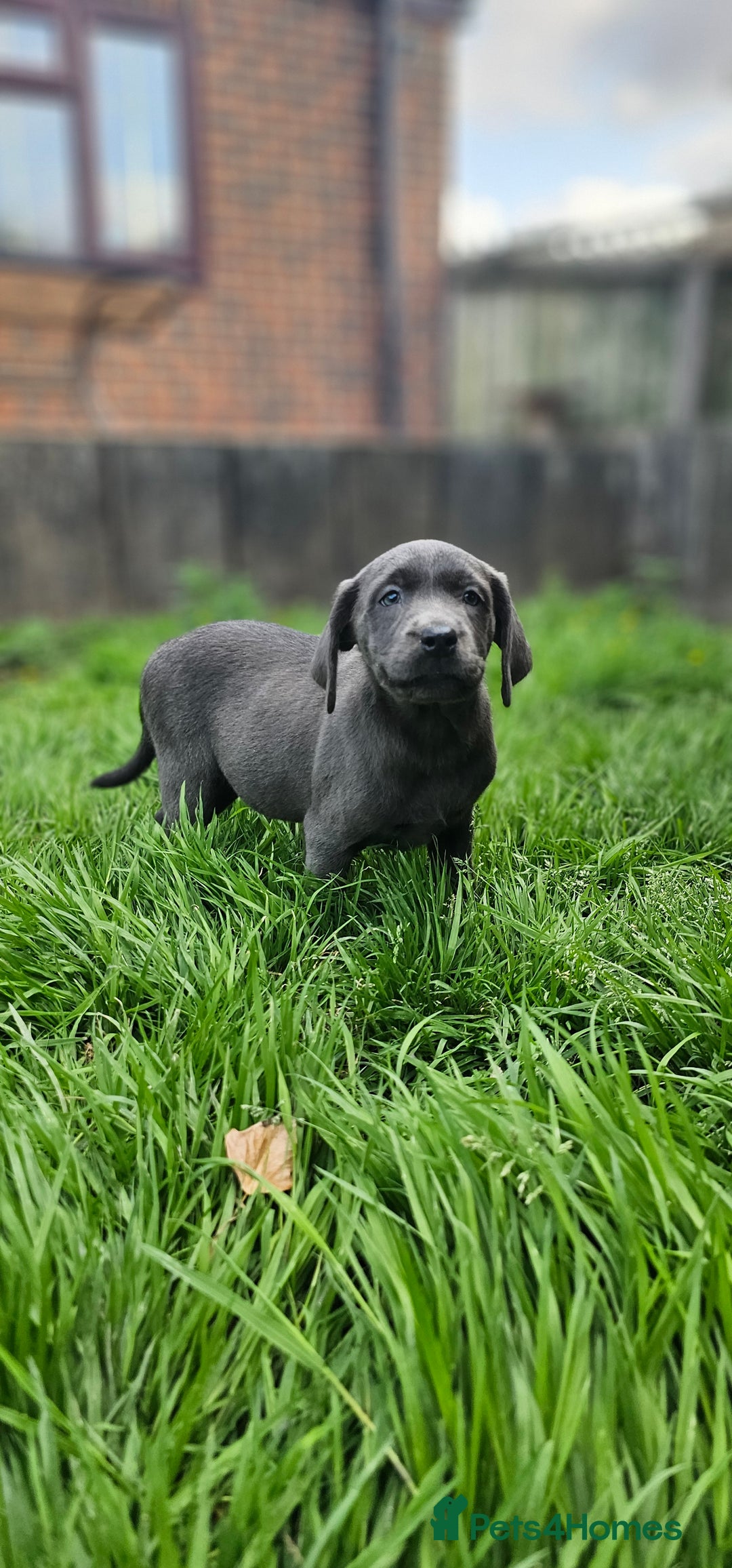 Labrador Retriever dogs for sale: LAST 2 KC HEALTH TESTED CHARCOAL LABS AVAILABLE  - Image 6