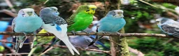 Budgerigars birds for sale: Budgies  - Advert 2