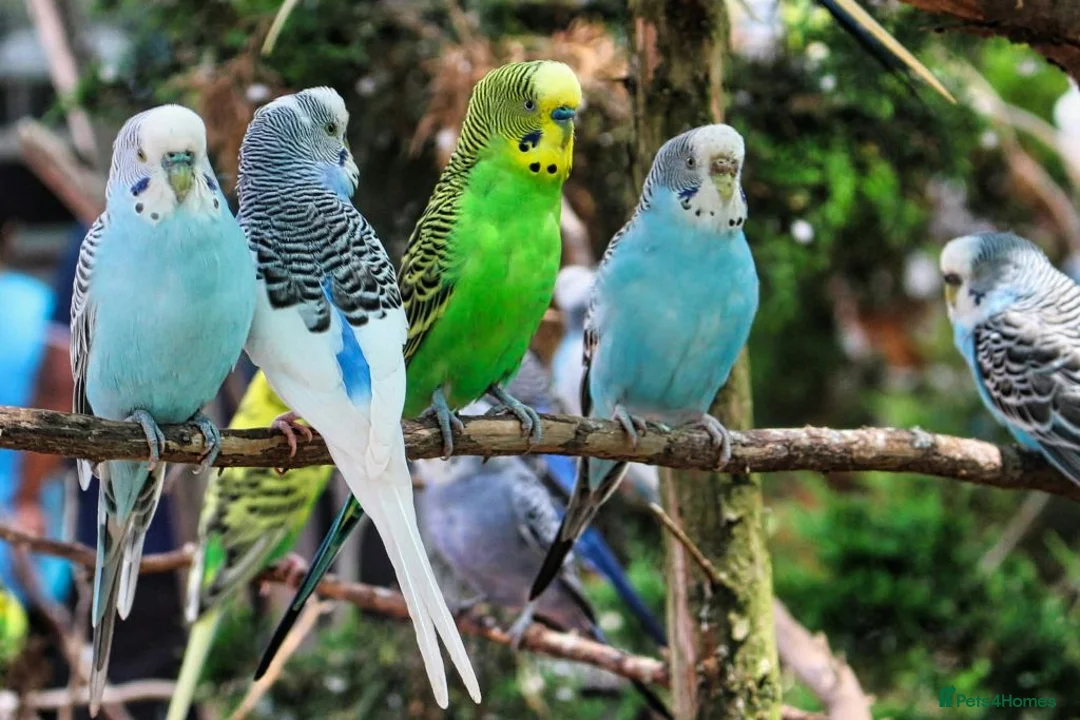 Budgerigars birds for sale: Budgies  - Advert 2