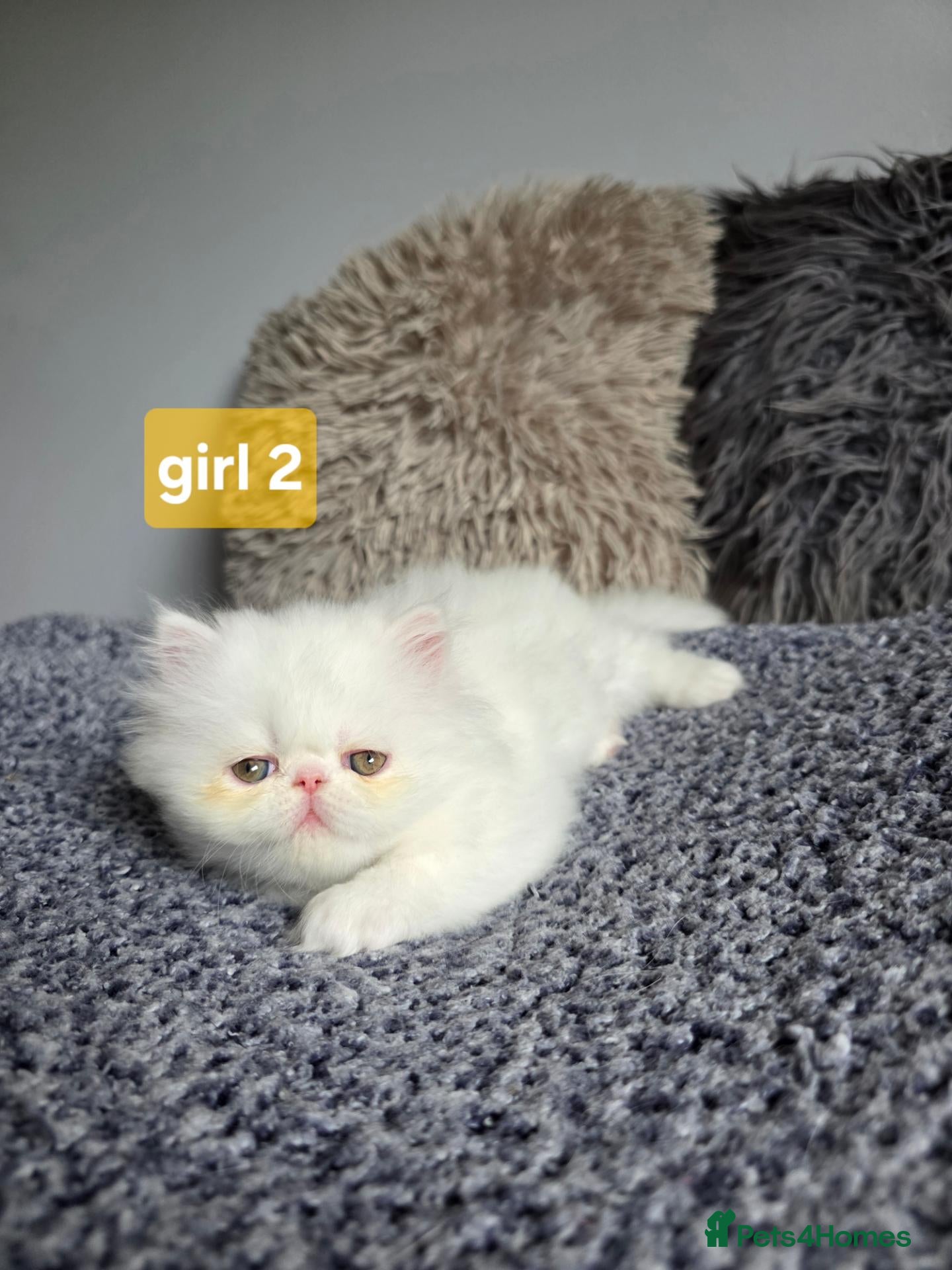 Persian cats LAST BEAUTIFUL PERSIAN GIRL AVAILABLE READY 14.09 - Advert 1