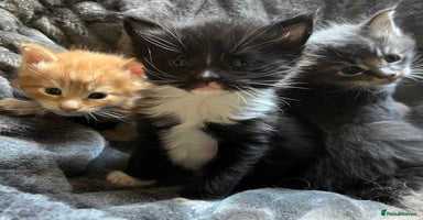 Maine Coon cats in Par - Advert 2