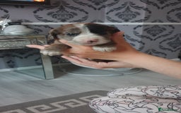 Cocker Spaniel dogs for sale: Cocker spaniel puppies  - Image 9