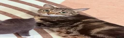 Mixed Breed cats for sale: Beautiful kittens available - Advert 3