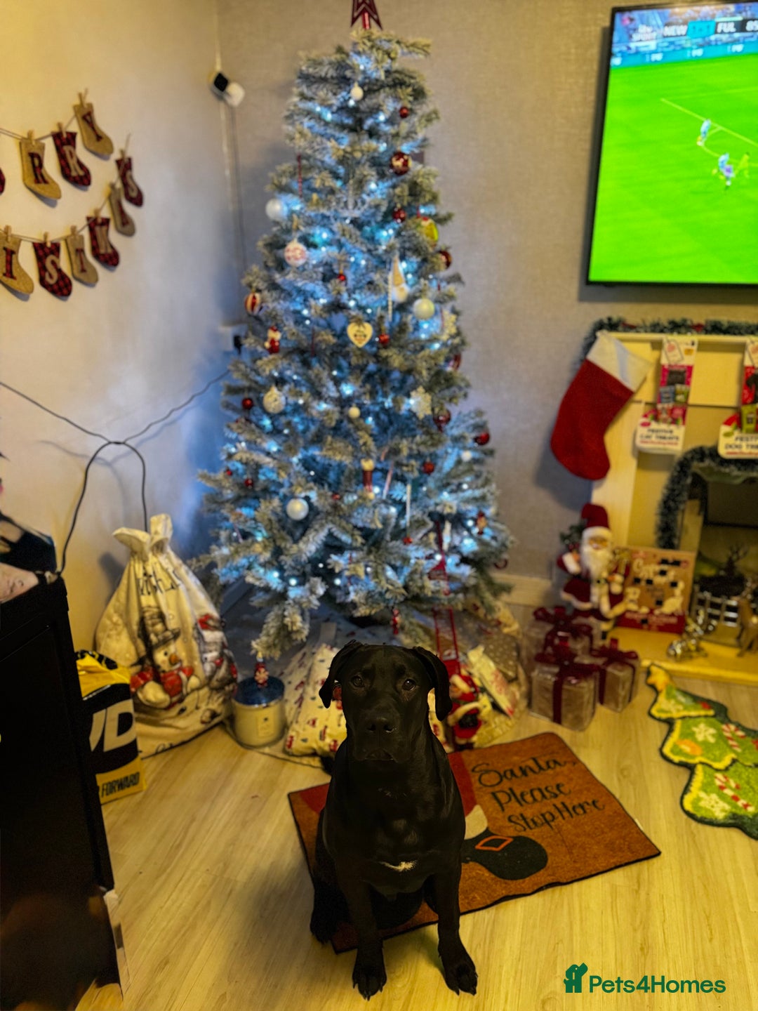 Mixed Breed dogs for sale: Experienced home needed! Presa X lab  - Advert 2