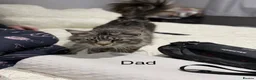 Maine Coon cats for sale: 3 gorgeous Maine coon kittens for sale - Advert 2