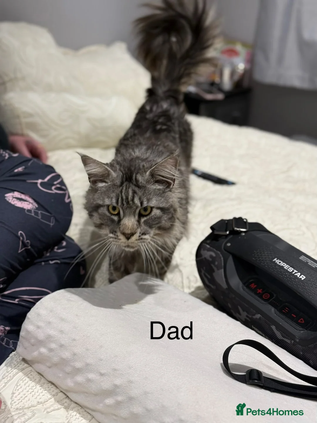 Maine Coon cats for sale: 3 gorgeous Maine coon kittens for sale - Advert 2