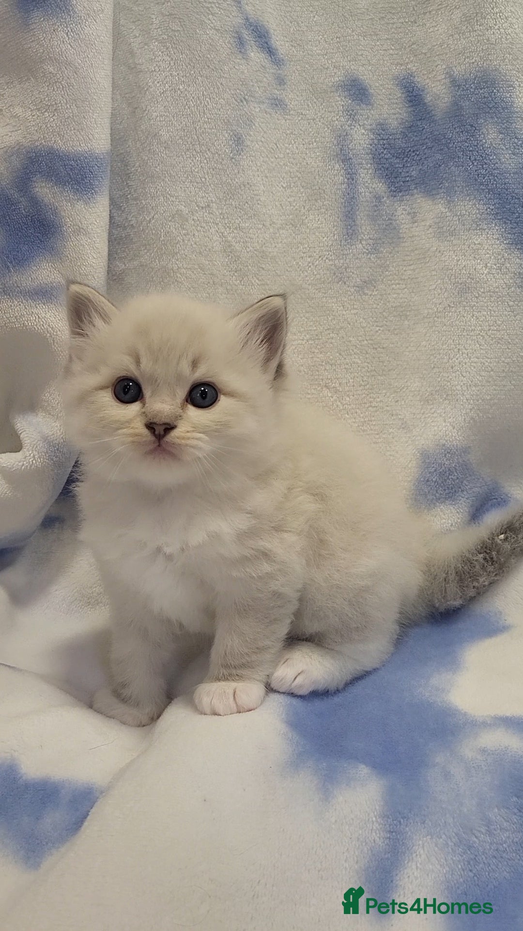 Ragdoll Kitten 3