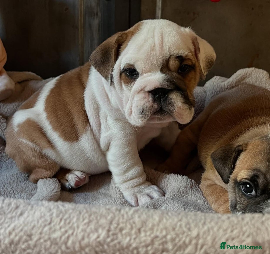 English Bulldog dogs for sale: Beautiful Pure breed English Bulldog Pups - Image 9