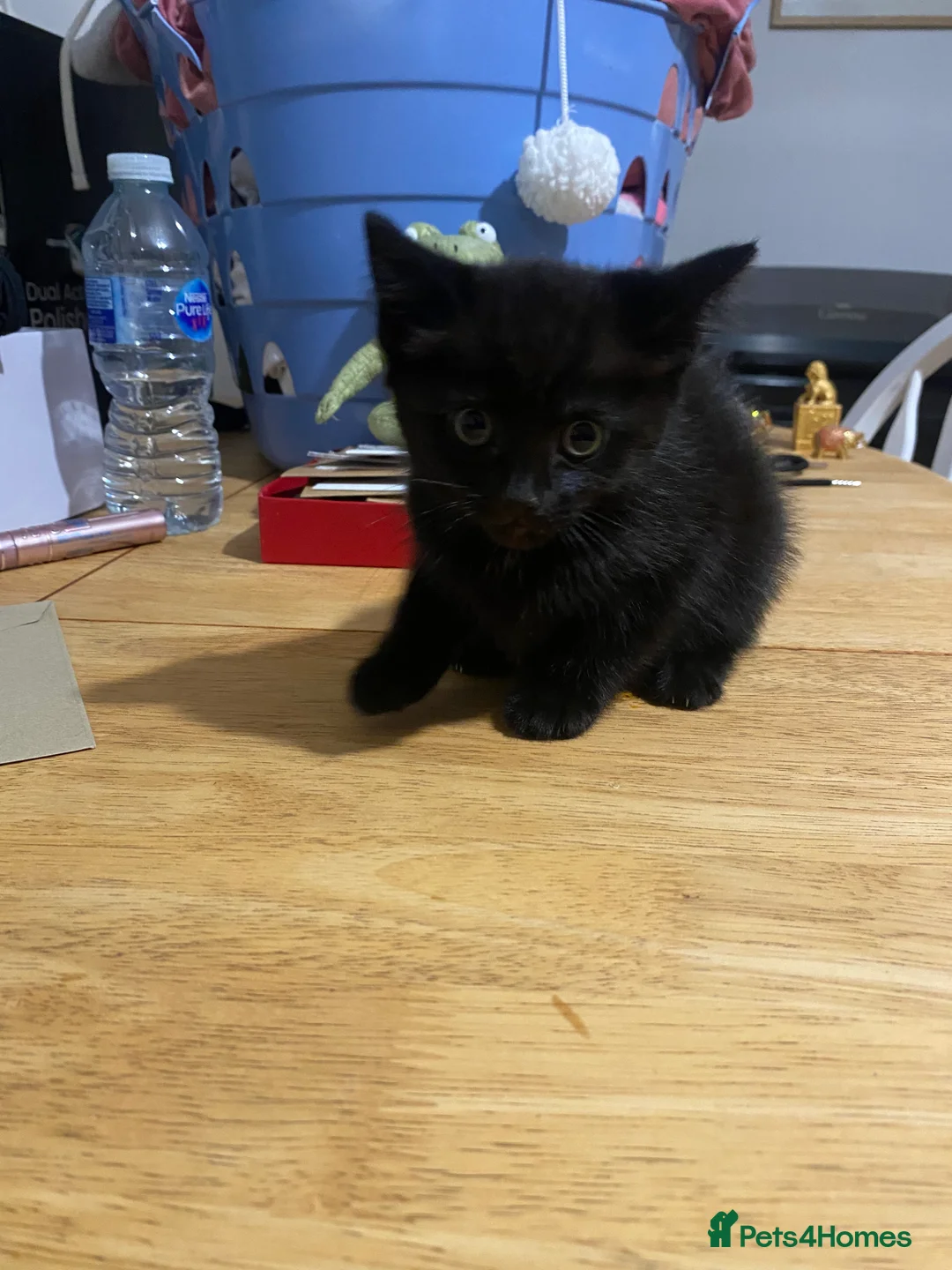 European cats for sale: 4 Black kittens - Advert 5