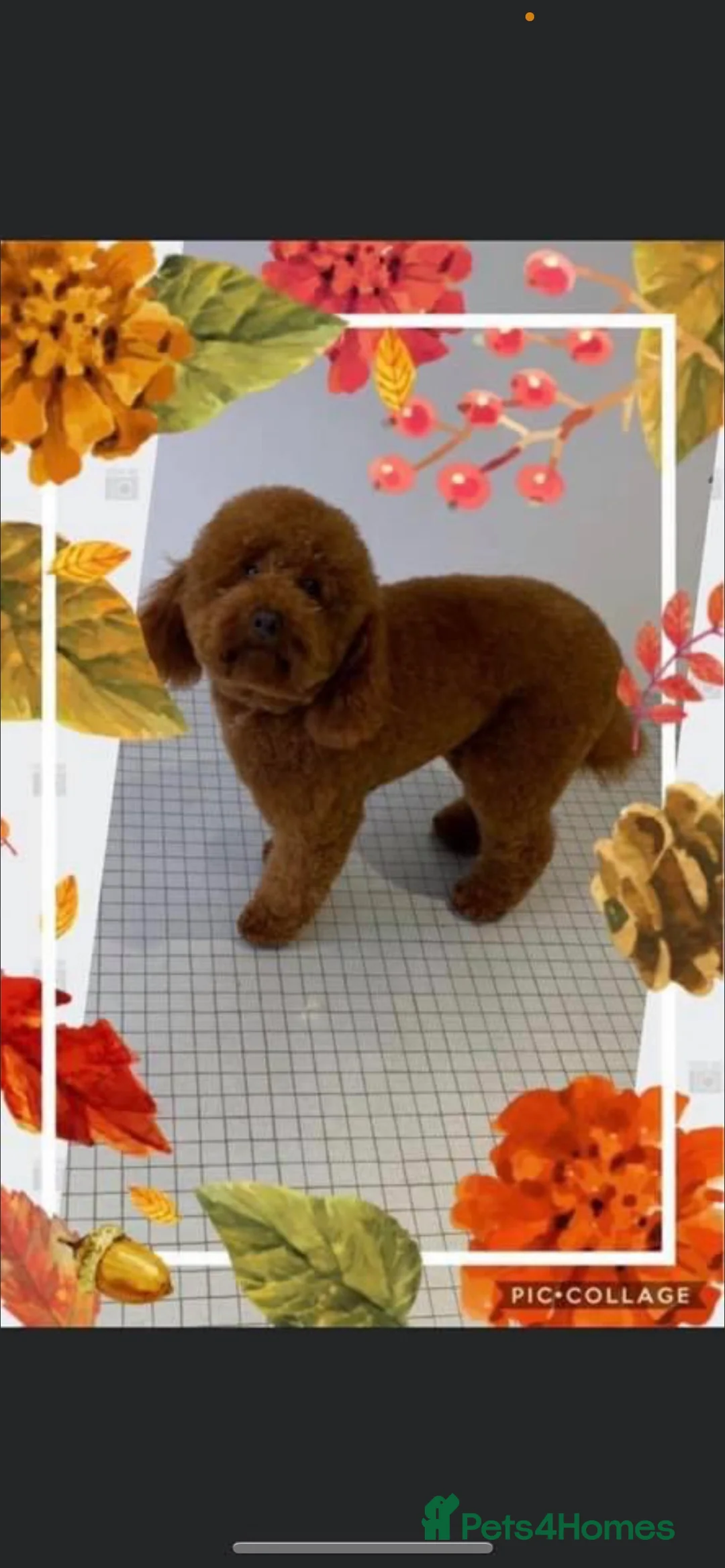 Miniature Poodle dogs for stud: Mahogany deep red dna clear merlesque poodle in Birmingham - Advert 10