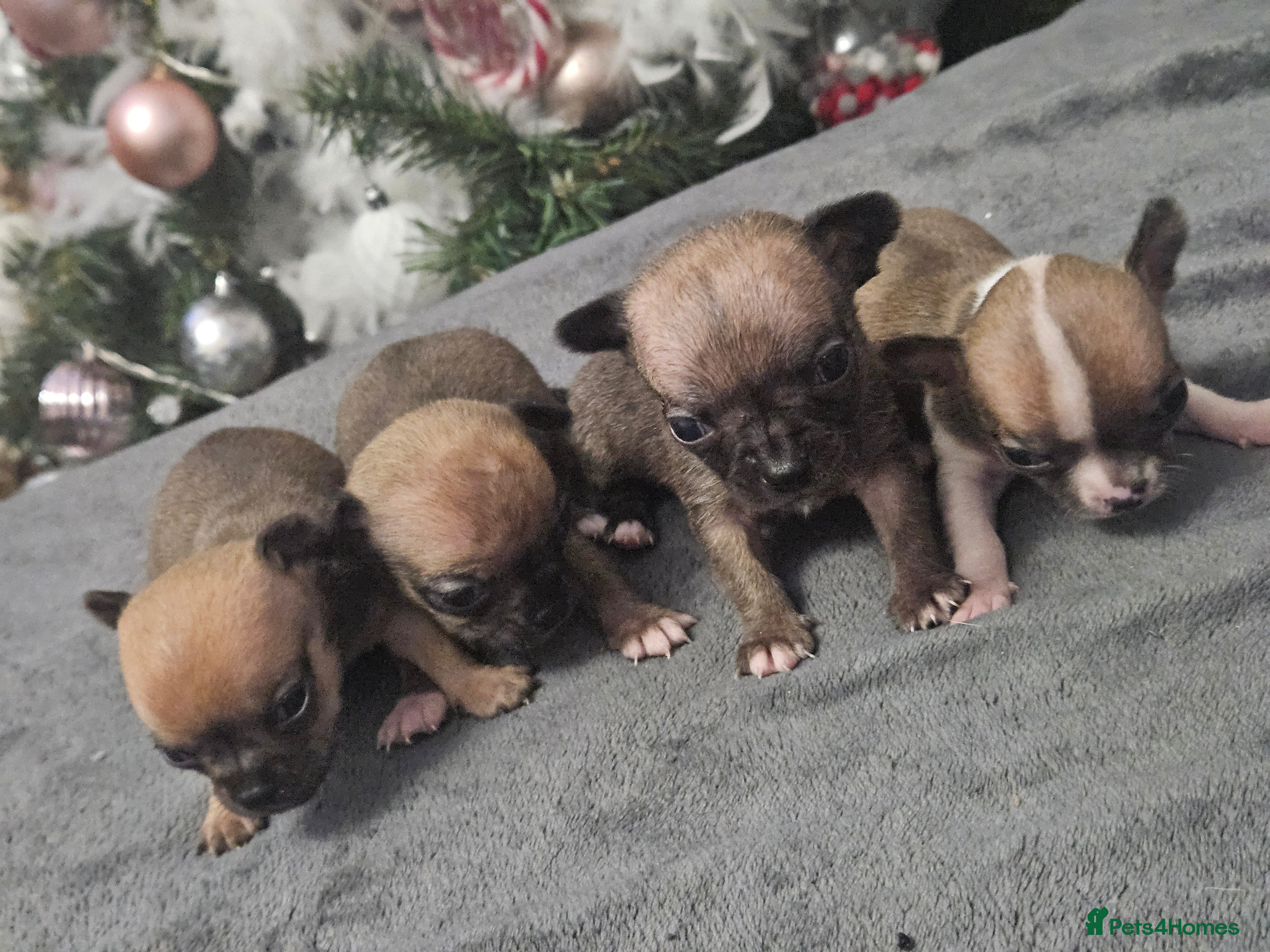 Chihuahua dogs Adorable Chihuahuas - Advert 18