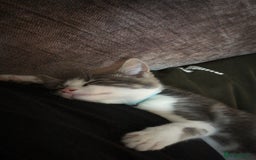 Domestic Shorthair cats for sale: Grey and white male - Image 2